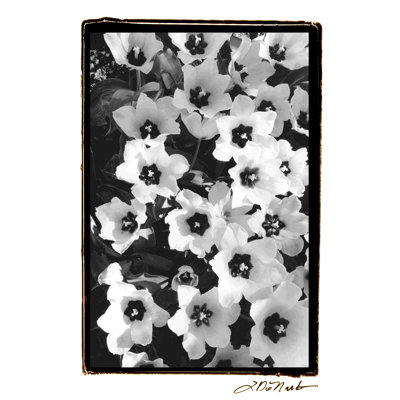 Jardin printanier II