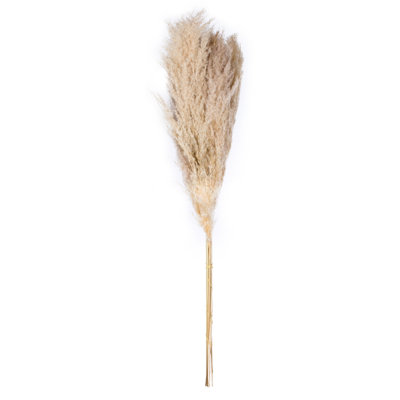 Letcher 46" Pampas Grass