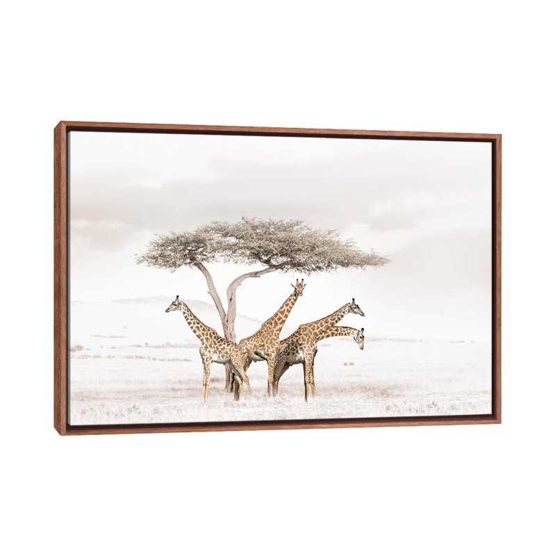 White Giraffes by Klaus Tiedge - Print on Canvas, 66.04 cm H x 45.72 cm W, Classic Brown Wood Framed