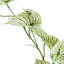 Foliage Plants 30cm Faux Elephant Ear Plant in Planter
