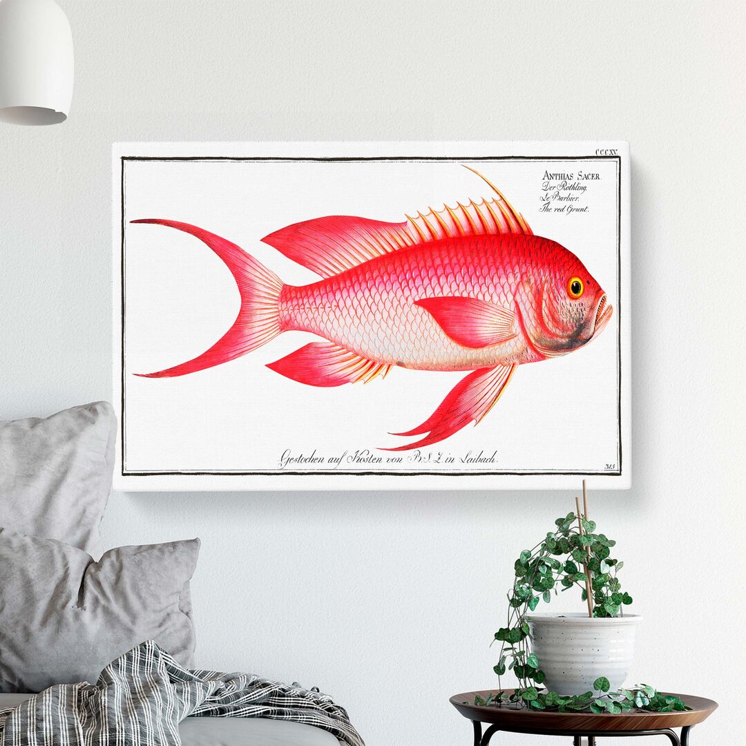 Wandbild Red Grunt Fish von M.E. Bloch