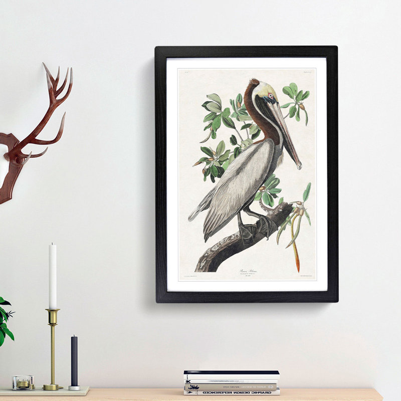 Brown Pelican by John Audubon - Picture Frame Graphic Art Print on MDF, Black Framed, 65cm H x 48cm W x 2cm D