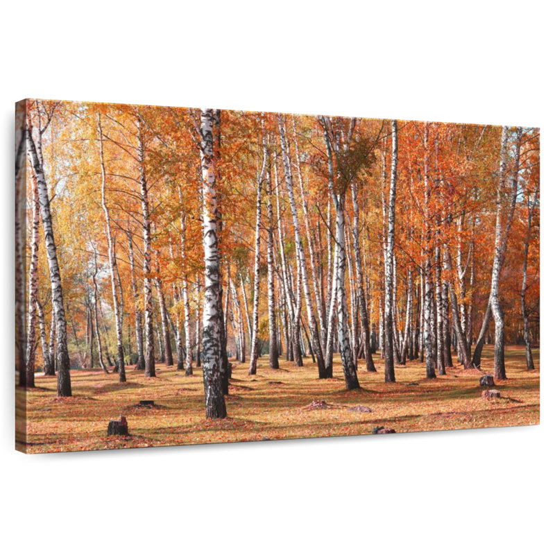 Alvord Birch Tree Forest In Fall, 16" H x 24" W