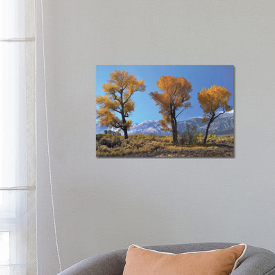 Cottonwood Trees, Fall Foliage, Carson Valley, Nevada I by Tim Fitzharris - Wrapped Canvas Print