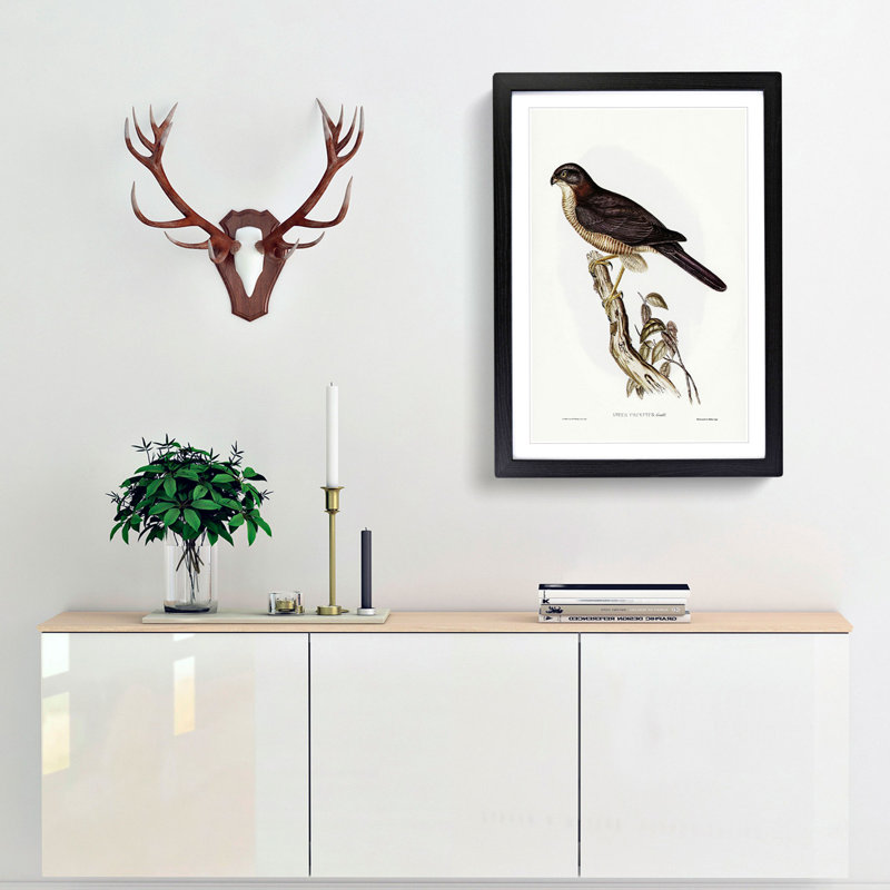 West Australian Goshawk by Elizabeth Gould - Framed Print, 65cm H x 48cm W x 2cm D, Black Framed