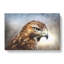 Hawk - Wrapped Canvas-56630425