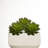 Sharpe 8" Tall Artificial Succulent