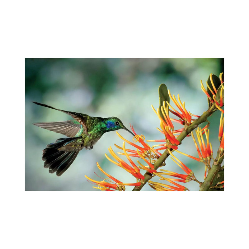 Green Violet-Ear Hummingbird Feeding, Monteverde Cloud Forest, Costa Rica by Michael & Patricia Fogden - Wrapped Canvas Print