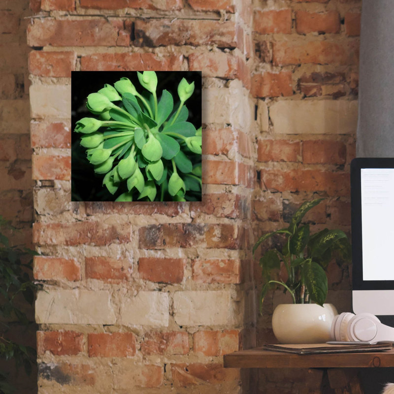 «Succulence 1» par Alicia Ludwig, art mural sur toile, H 12 po x l 12 po x P 0,75 po