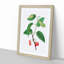 Cherry Tree by Pierre-Joseph Redoute - Picture Frame Painting Print-55536179-55536178