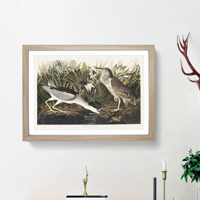 Night Heron by John Audubon - Picture Frame Painting Print