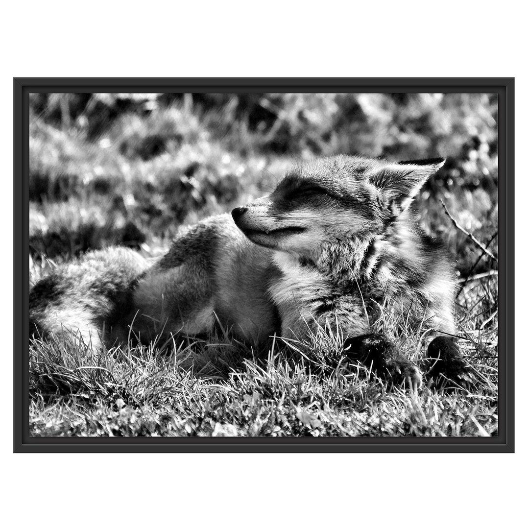 Gerahmtes Wandbild Kleiner Fuchs auf Wiese