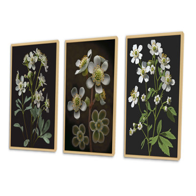 «Blossoming Diphylleia Grayi On Black», 3 pièces