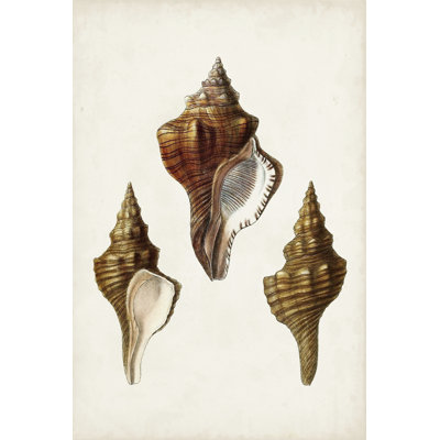 Sowerby Shells IX 1 Piece Wrapped Canvas Wall Art