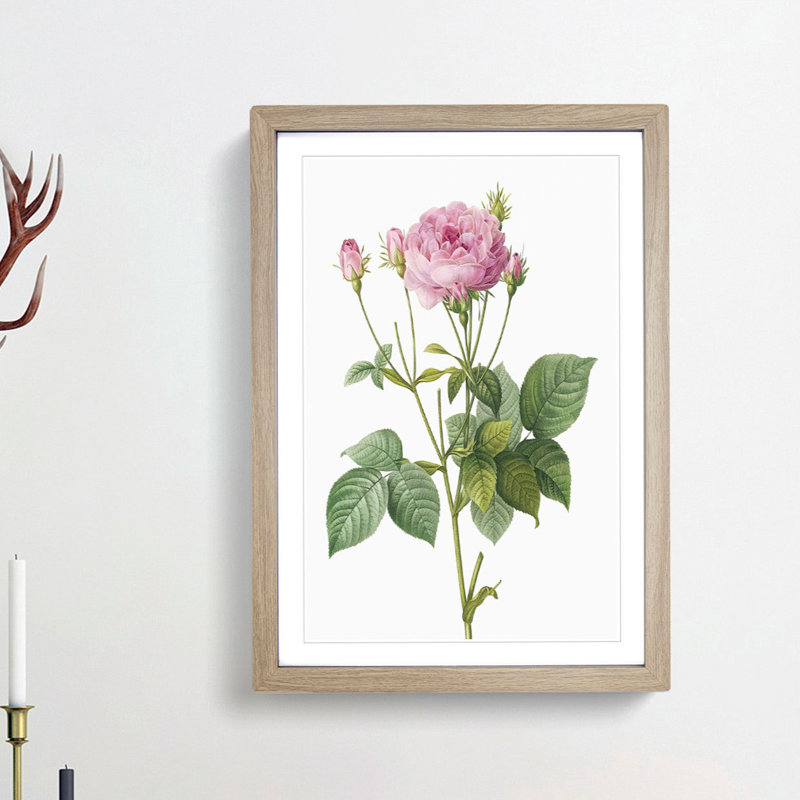 Pretty Pink French Roses by Pierre-Joseph Redoute - Picture Frame Painting Print, 36cm H x 27cm W x 2cm D, Oak Framed
