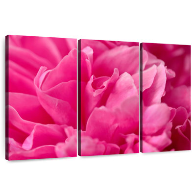 Pivoine rose Harnek