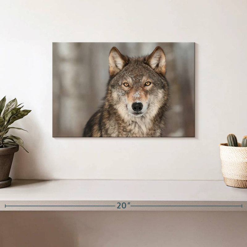 Brampt Gray Wolf Stare, 8" H x 12" W