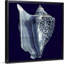 « Indigo shells I » par vision studio-impression-1160195867-1160195840