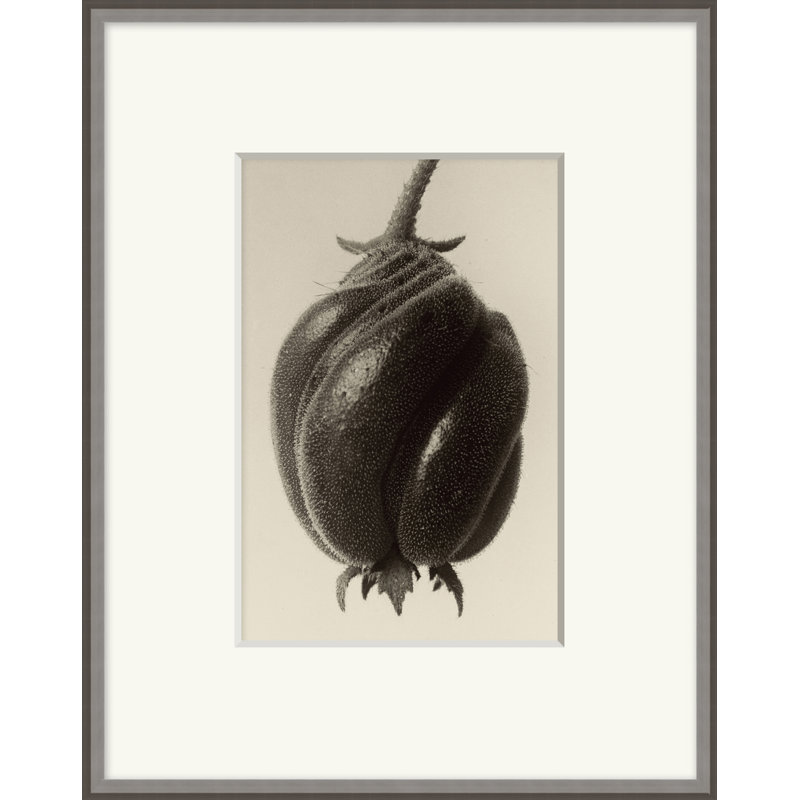 Forms Of Nature 10 Print