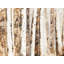 Napperon moderne en polyester brun | Décoration abstraite arbres de la forêt