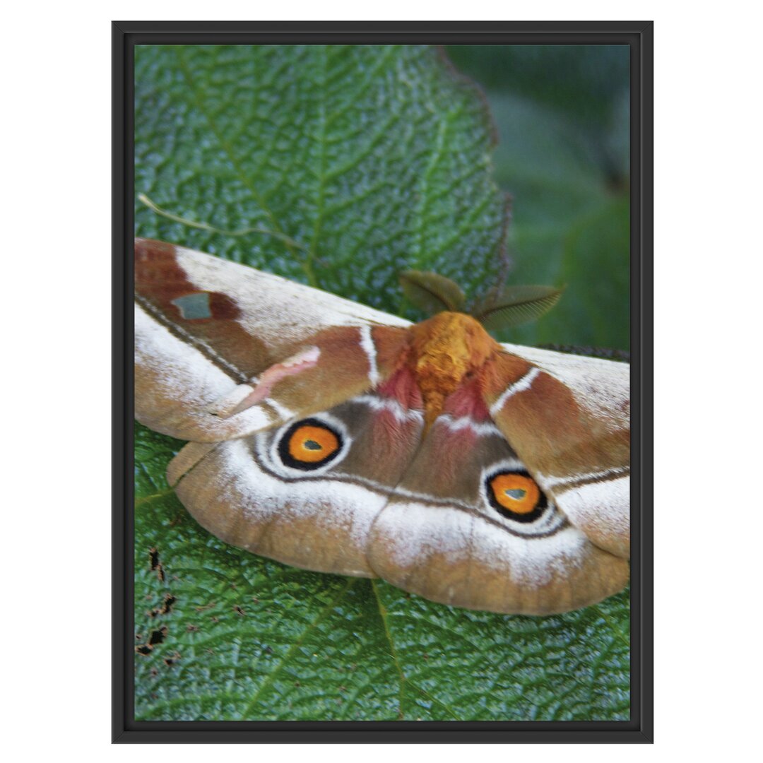 Gerahmtes Wandbild Schmetterling auf Blatt