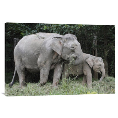" Asian Elephant Mother And Baby Eating Grass, Saba, Malaysia "