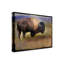" Bison Portrait Mountains " by Chris Vest-33538072