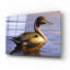 «Lone Pintail» par Mark Mueller, art animalier-101650932