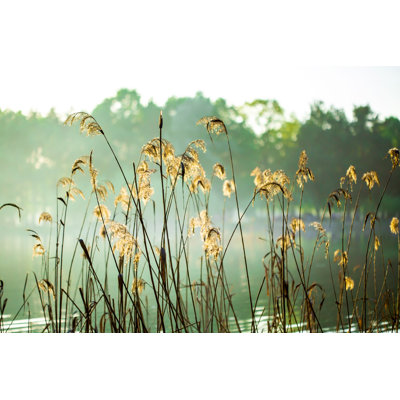 " Reed In The Evening "