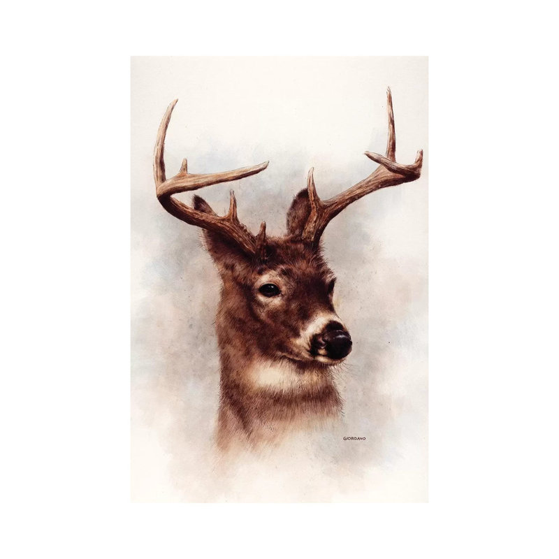 Whitetail Portrait - Wrapped Canvas Print, 20.32 cm H x 30.48 cm W