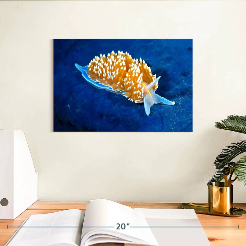 Nudibranche rougeoyant, H 8 po x l 12 po
