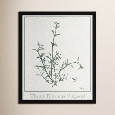 Jeanette "Thymus Vulgaris" Print