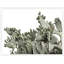 Cacti On White 3 Print by Nathan Turner