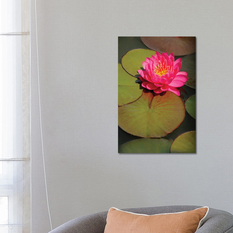 Pink Water Lily by Brian Wolf - Wrapped Canvas Gallery-Wrapped Canvas Giclée