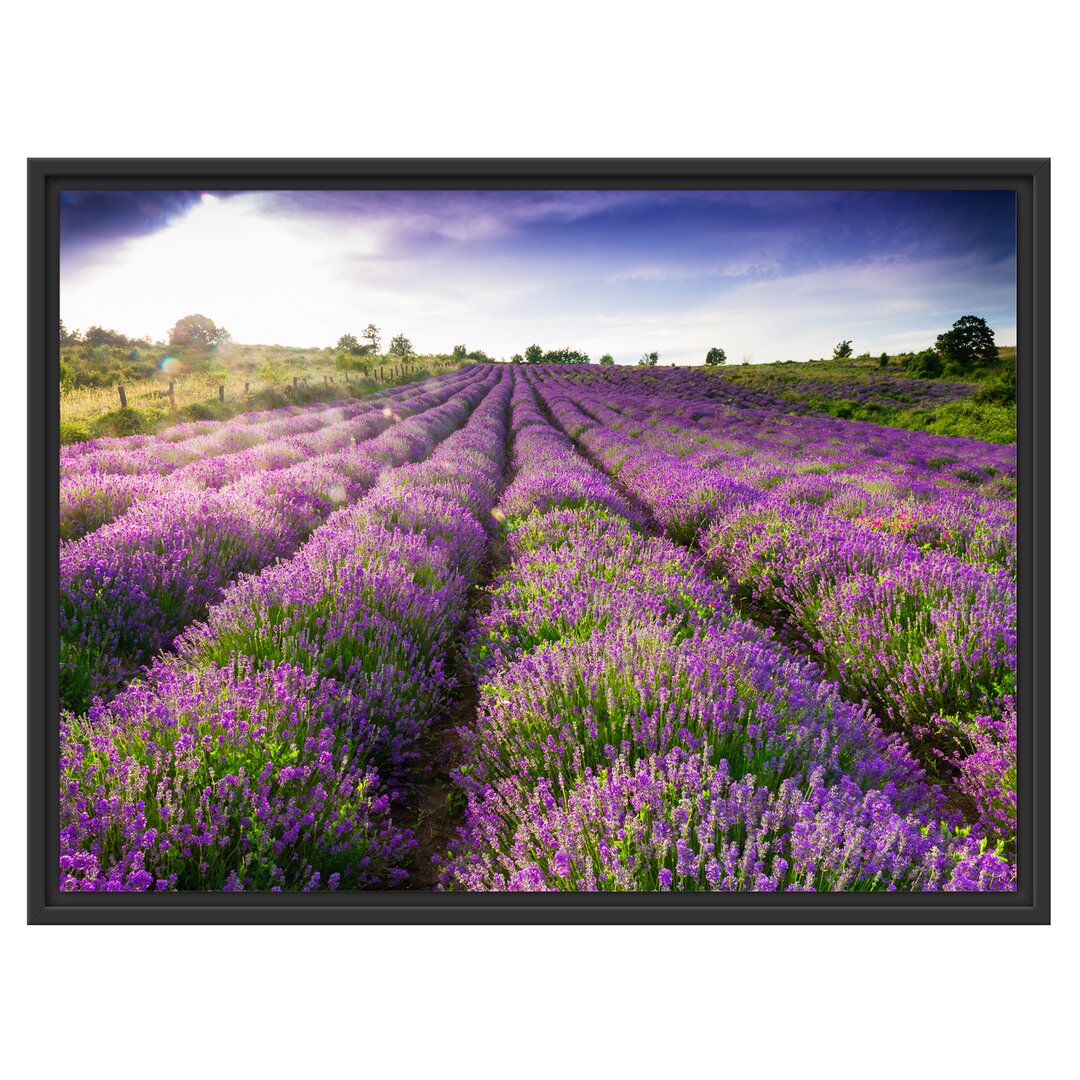 Gerahmtes Wandbild Lavendelfeld Provence