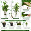 Arbre Dracaena de 6 pi avec feuilles réalistes et pot de fleurs pour décoration intérieure