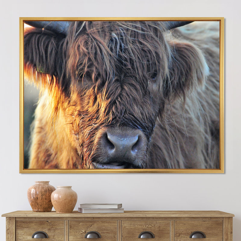 «Scottish Cow On Moorland III» - photographie sur toile, H 12 po x l 20 po x p 1 po, Cadre flottant doré