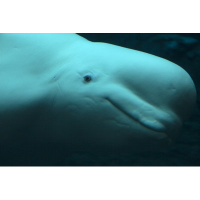 Beluga Whale by Lingbeek