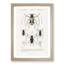 Beetle Illustrations PL.13 by Charles D'Orbigny - Single Picture Frame Print-55544109-55544113