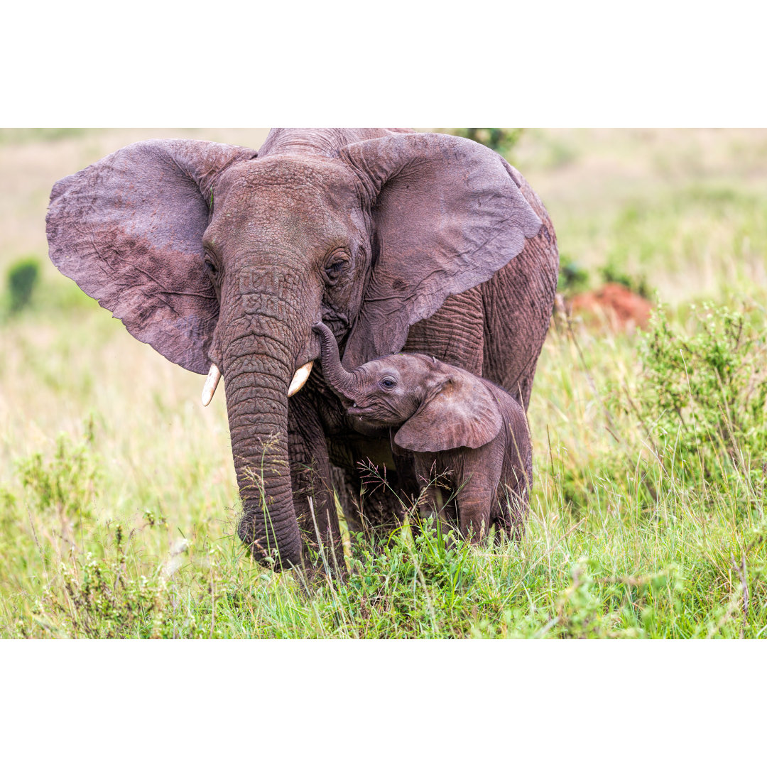 Afrikanischer Elefant und Baby von slide - Leinwandbild