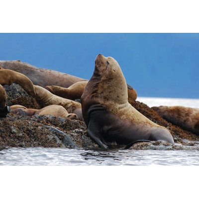Steller Sea Lion by NNehring - Wrapped Canvas Print