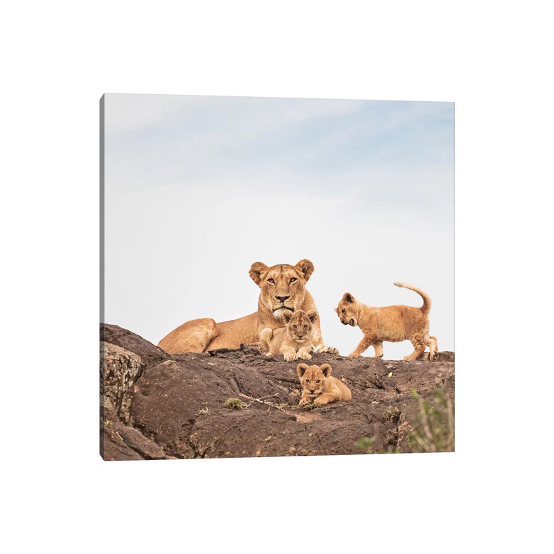 Colour Lioness & Cubs by Klaus Tiedge - Print on Canvas, 30.48 cm H x 30.48 cm W, Wrapped Canvas