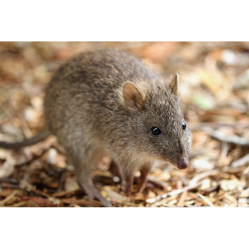 Long-Nosed Potoroo by Whitepointer - Wrapped Canvas Print, 30cm H x 46cm W