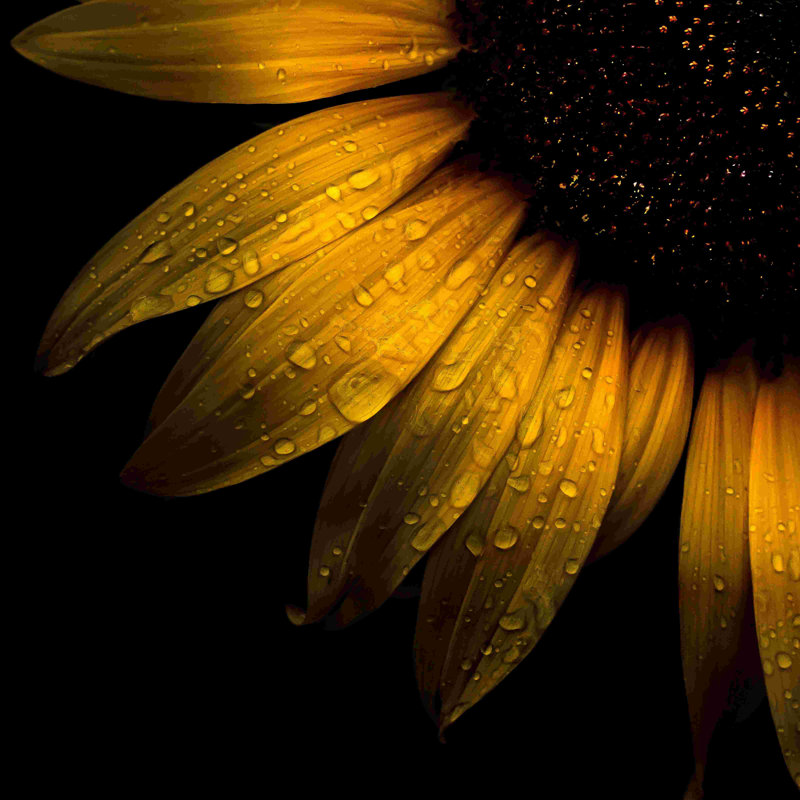 Tournesol - peinture sur toile tendue, H 20 po x l 20 po