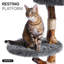 Arbre à chat à branches en bois massif Artisan-1703138134