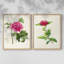 Impression encadrée PrettyPinkBotanicalsI-Premium - prête à être accrochée - aucun clou requis - aucun clou requis-675673456-675673461
