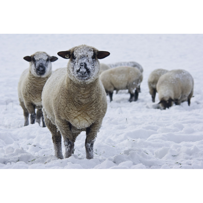 «Sheep in a Snowy Field» par Guebor - photographie sur toile tendue, L 48 po x H 32 po