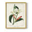 Turpin Tropical Botanicals IX Framed Print - Solid Wood-67027247