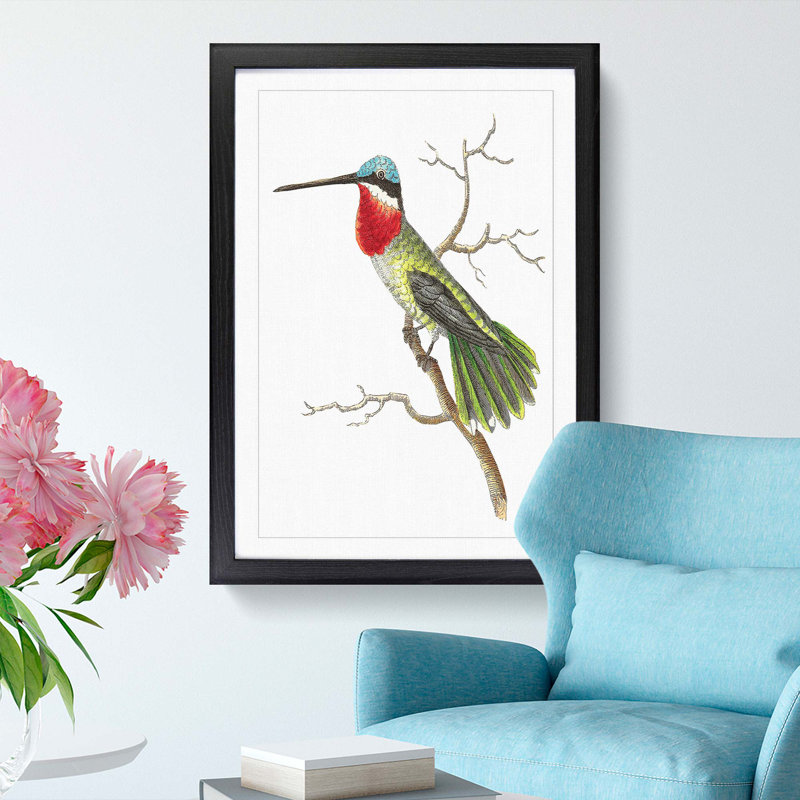 Stripe-Cheeked Hummingbird by George Shaw - Framed Print, 48cm H x 36cm W x 2cm D, Black Framed
