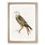Red Kite by Von Wright - Picture Frame Painting Print-55772034-55772039